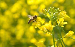abeille sur une fleur