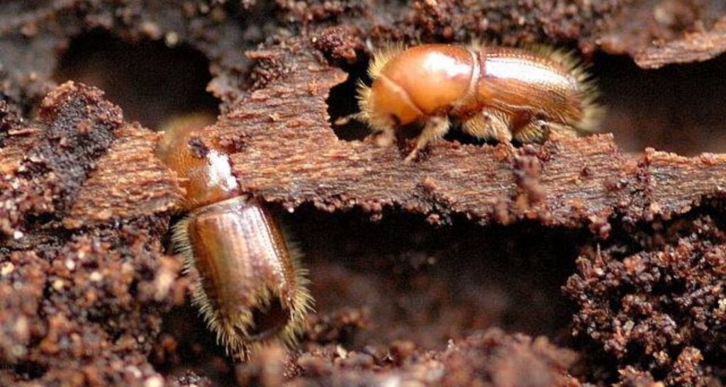image de scolytes