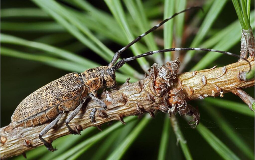 image de monochamus 