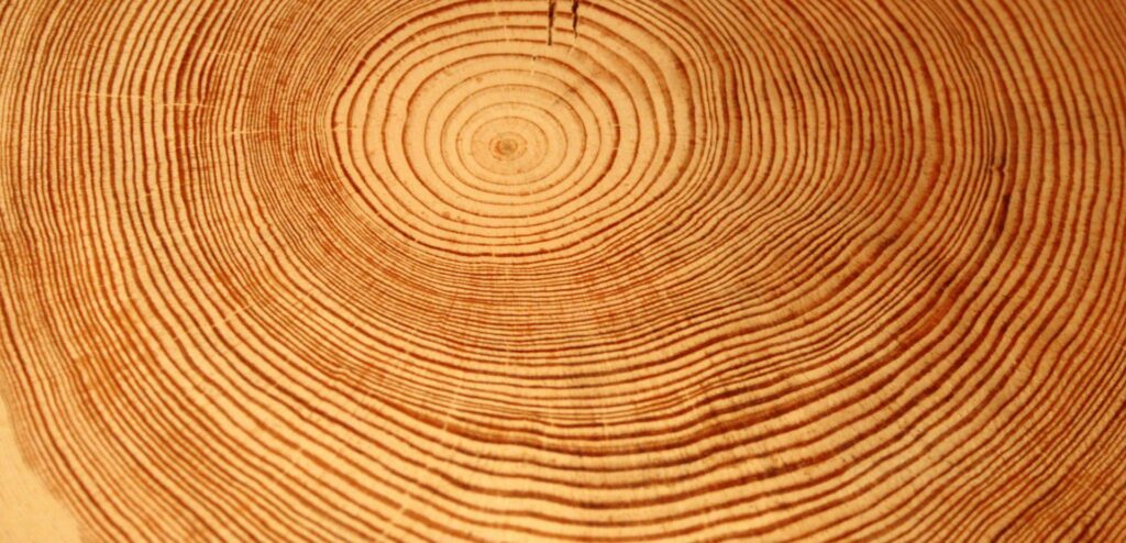 vue d'une coupe d'arbre