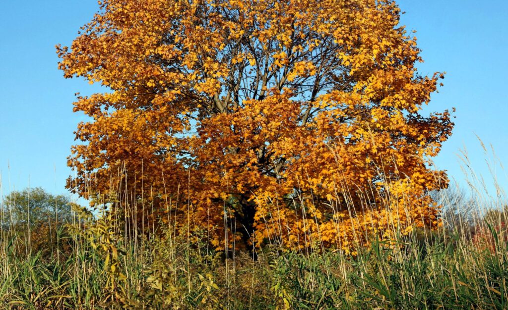arbre en stress hydrique, avec feuilles orangées