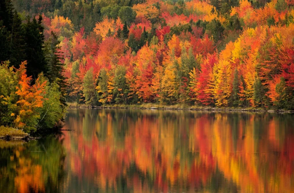 Les couleurs d’automne : la vie secrète des feuilles 