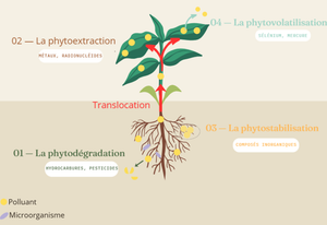 schéma décrivant la phytoremediation