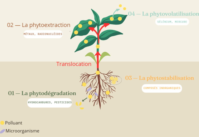 schéma décrivant la phytoremediation